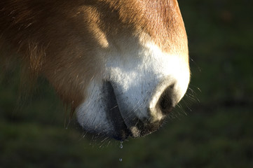 soif de cheval
