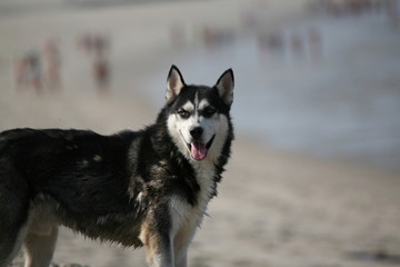 dog in the beach