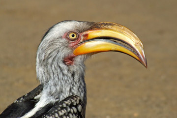 yellow-billed hornbill