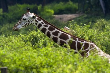 giraffe