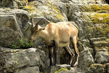 alpine ibex 4 (01387)