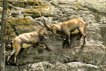alpine ibex 5 (01388)