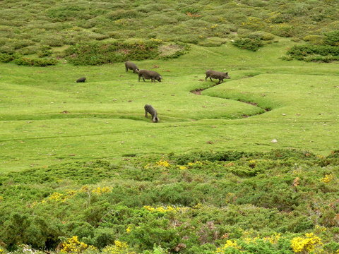 wildschwein