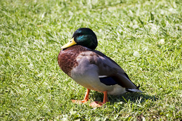 mallard duck
