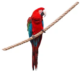 Papier peint photo autocollant rond Perroquet perroquet