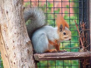 squirrel