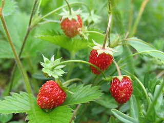 wild strawberry, strawberry, grass