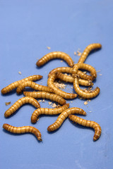 meal worms
