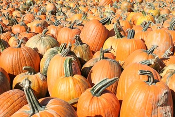 yellow pumpkins   33446