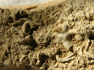 fossils