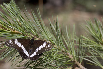 butterfly on pine