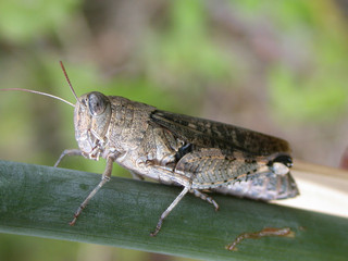 calliptamus italicus