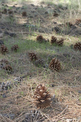 pine cones