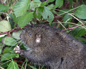 muskrat