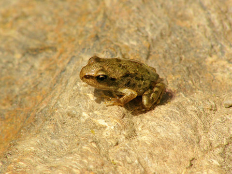 petite grenouille