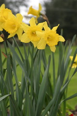 Obraz premium daffodils