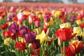 Crédence de cuisine en verre imprimé Tulipe tulip fields