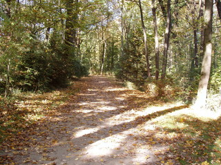der weg, autumn in munich, herbst in münchen