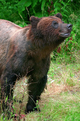 Fototapeta premium grizzly bear
