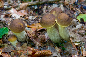 wild mushrooms