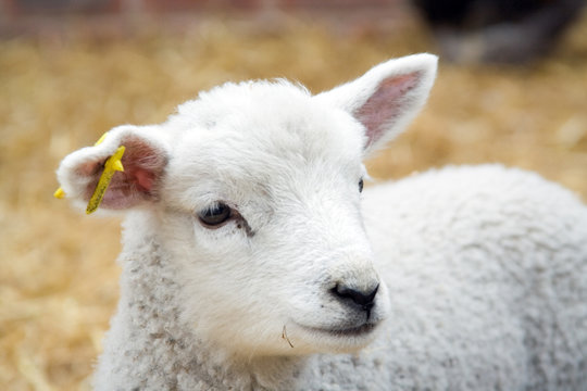 farmyard lamb