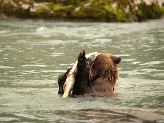 Fototapeta premium junger grizzly beim lachsfang