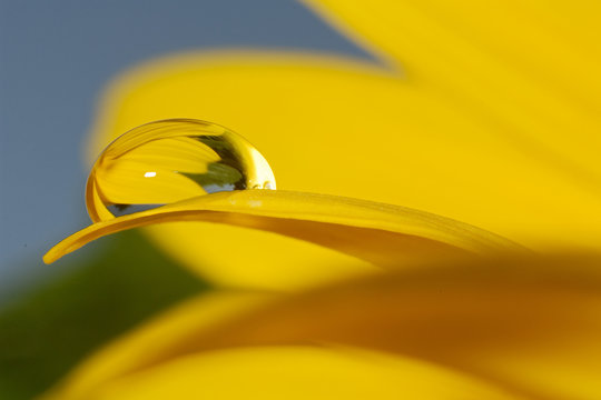 wasserperle