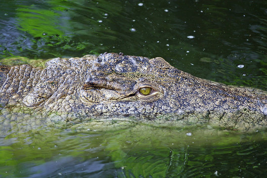 crocodile4
