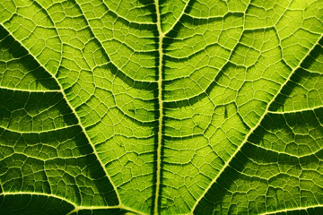 leaf of marrow