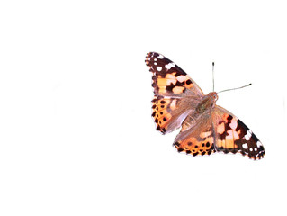 moth