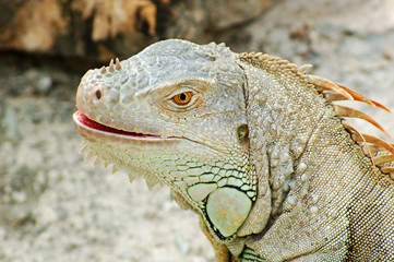 iguana head