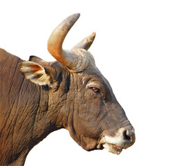 isolated bull's head