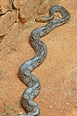 reticulated python