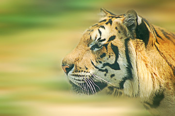 tiger motion