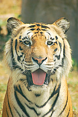 Fototapeta na wymiar tiger portrait