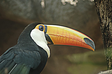 toucan