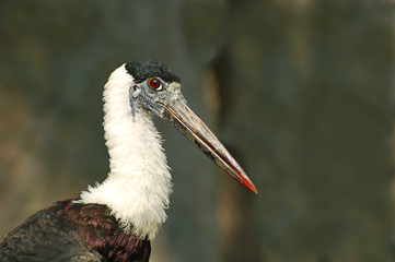 woolly necked stork © Adrian Hillman