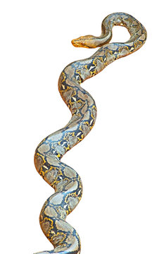 isolated python