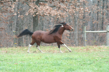 galloping