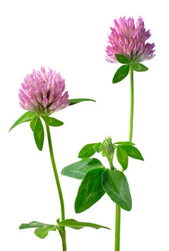 clover flowers isoleted
