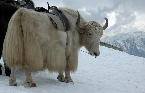 yak in himalayas