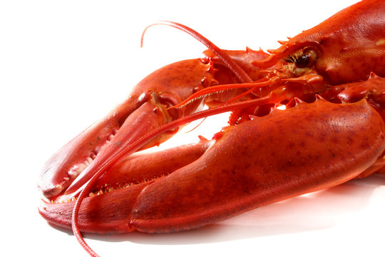 lobster