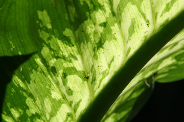 leaf
