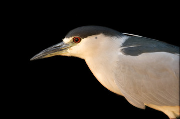 black crowned night heron