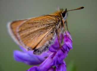 effet papillon