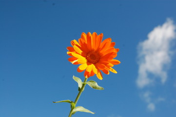 nuage et fleur © Indigo