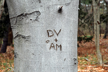 tree