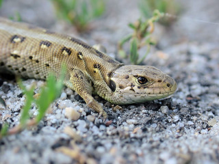 lizard