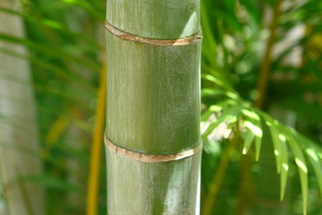 Fototapeta na wymiar palm tree branch