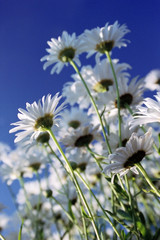 camomiles on a background of the sky